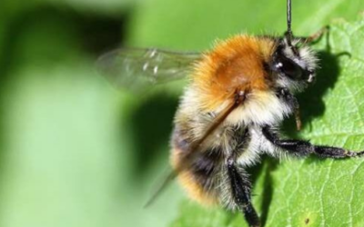 Neues Wildbienenprojekt am Umweltzentrum gestartet