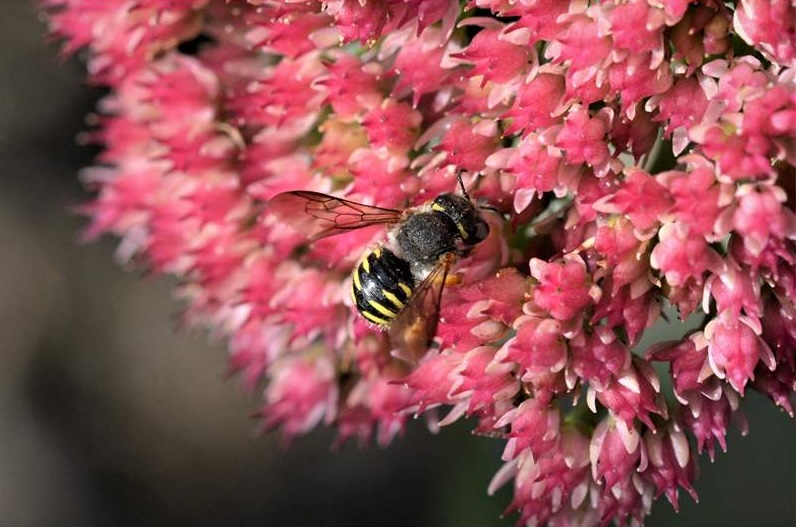 Umfrage im Projekt BienenBrückenBauen