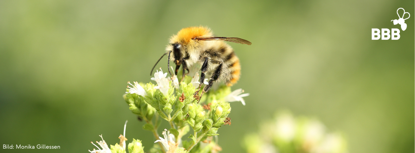 Fachgruppe Wildbienen Dresden