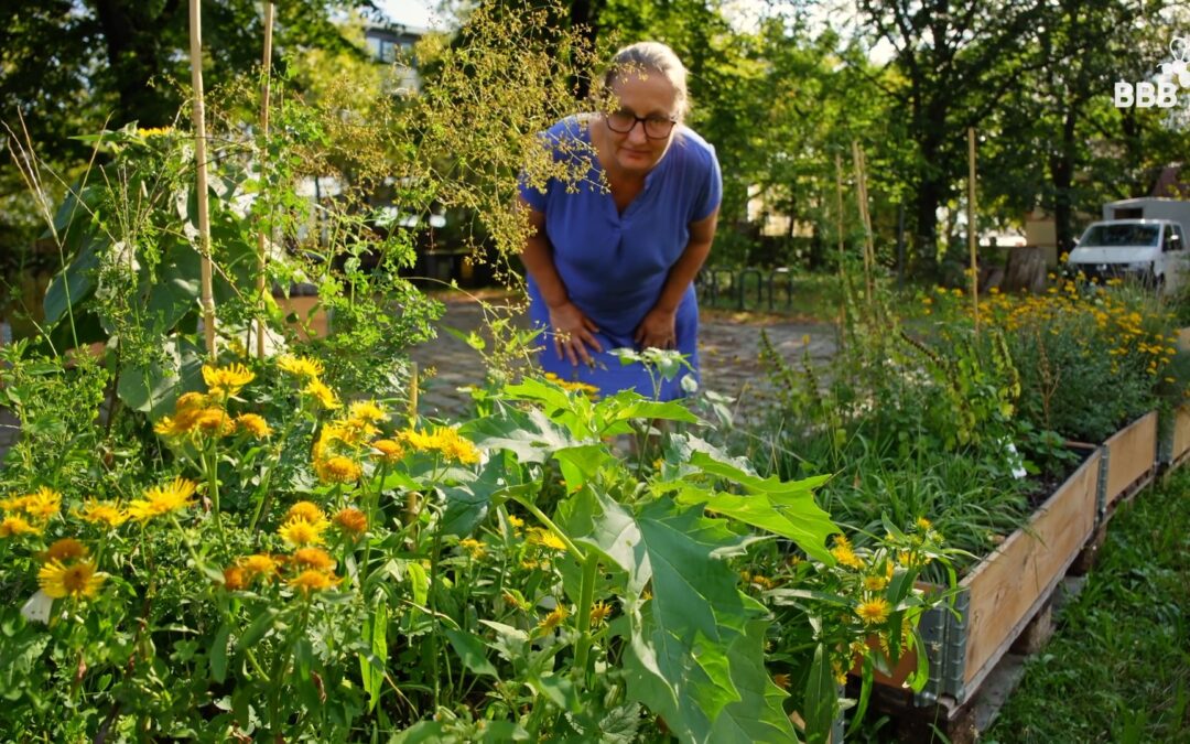 Workshop Wildpflanzenbestimmung