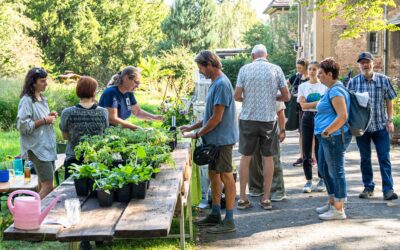 Ein Jahr für die Wildbienen: BienenBrückenBauen lädt auch 2026 zum Mitmachen ein