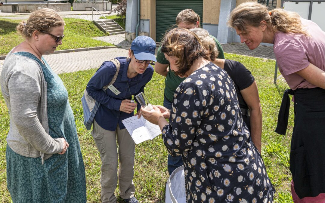 Artenkenntniskurs Wildbienen II – Fortgeschritten