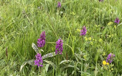 Zurück zur Vielfalt – auf den Spuren heimischer Orchideen