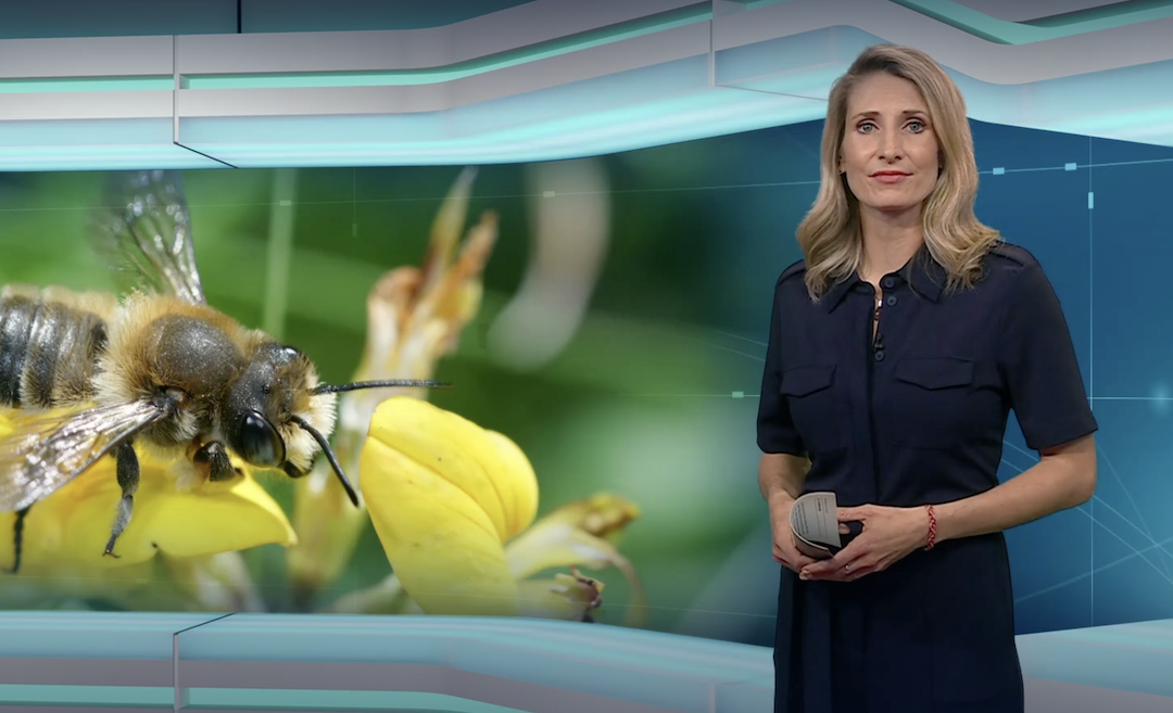 MDR-Beitrag zum BienenBrückenBauen anlässlich des Weltbienentags