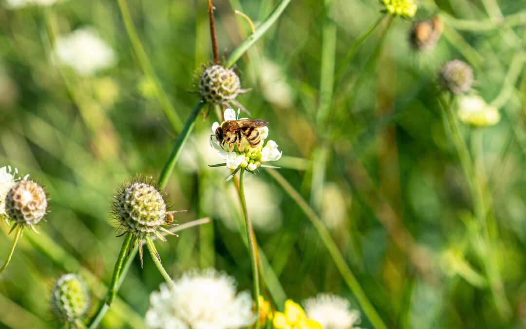 Vortrag: Wildbienen – die unscheinbaren Schwestern der Honigbienen