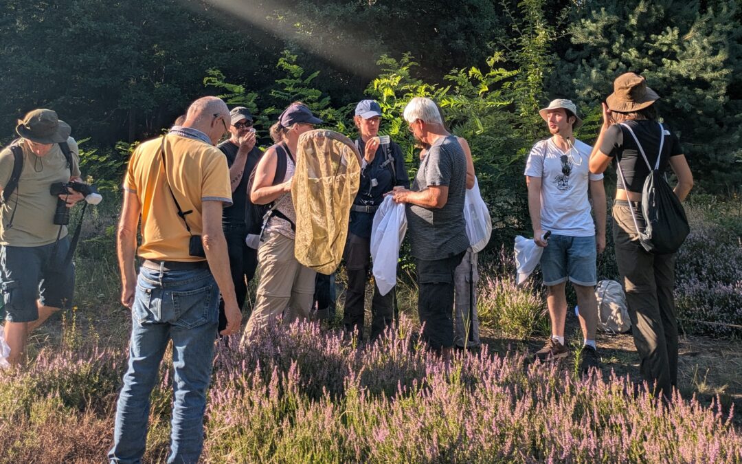 Start in die Saison der Wildbienenspaziergänge
