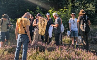 Start in die Saison der Wildbienenspaziergänge