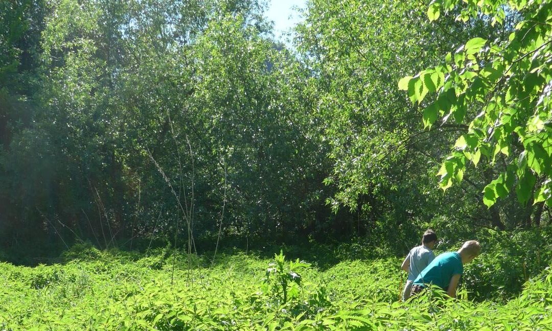 Neophyten aus der Elblache Hilles Löcher entfernt